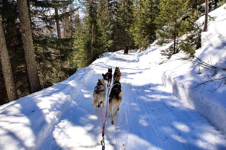 Bormio-Husky