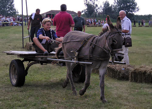 Croatian burro