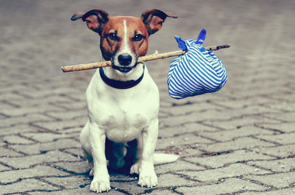 Dog-Stick-1024x678