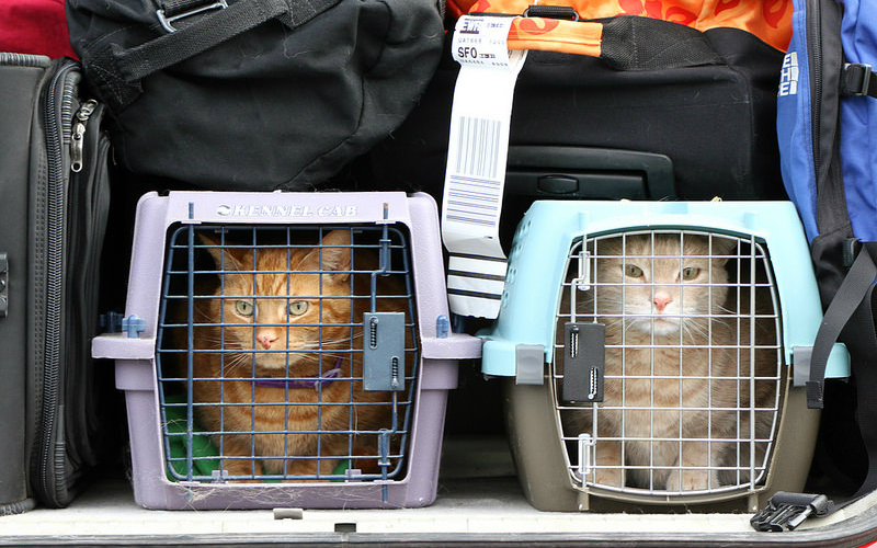 FelineFlight CatTravelCage