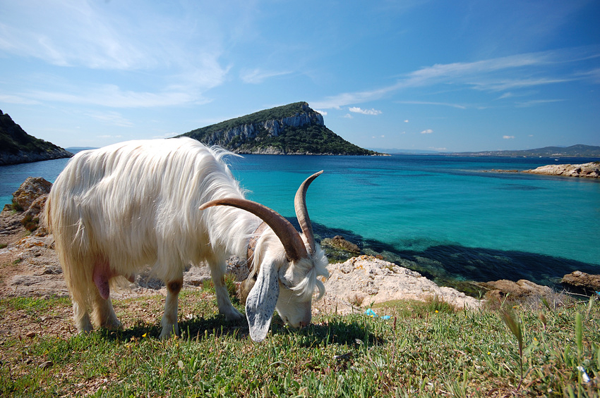 Sardegna goat