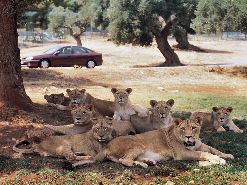 leoni-allo-zoosafari