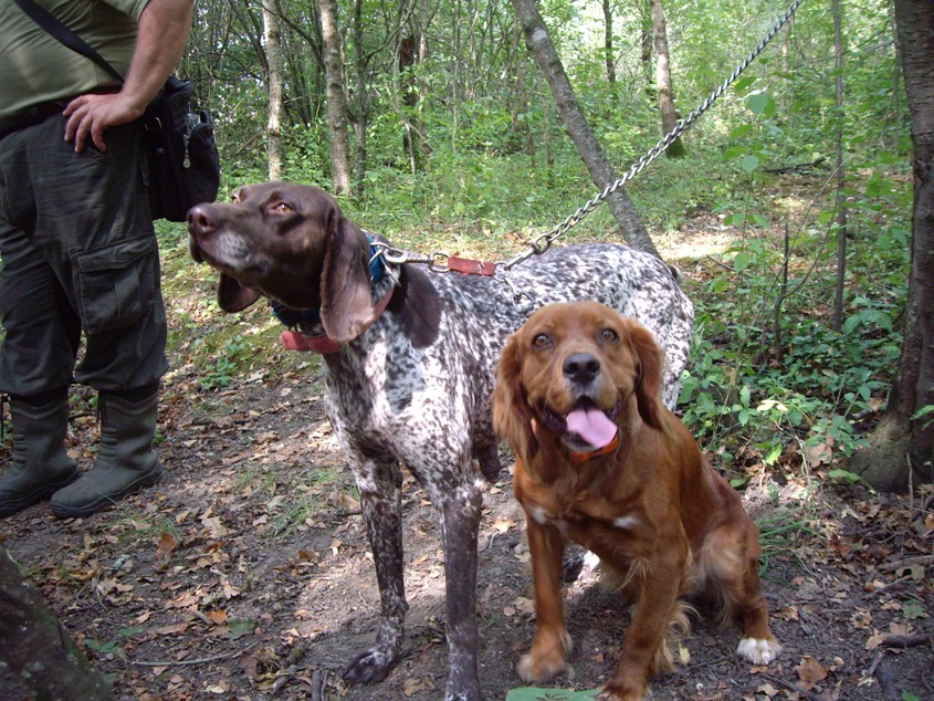 tartufi-dog