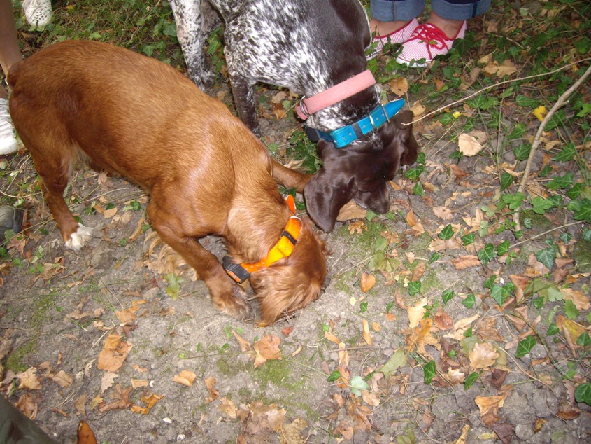 tartufo hunting