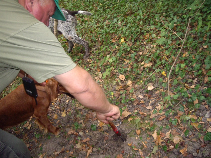 tartufo hunting 1