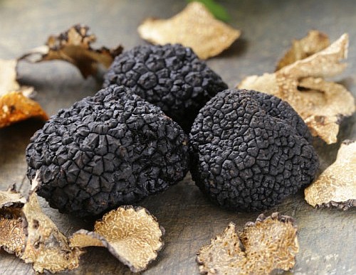 truffle-hunting-istria