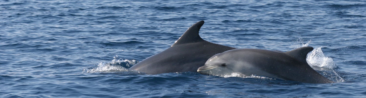 watch-dolphins-play-in-losinj-archipelago-635411117460657344 1500 404