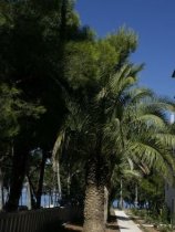 Velaris Tourist Resort (31)