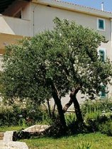 Villas Plat (2)